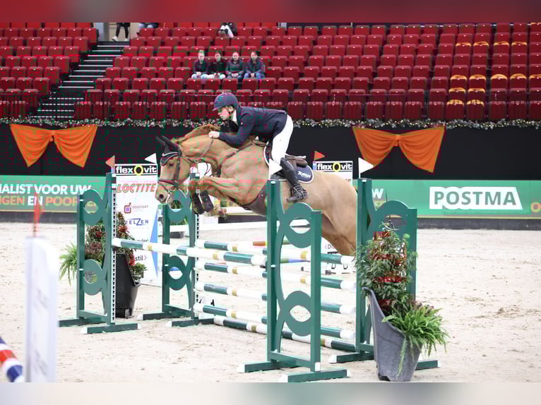 German Sport Horse Mare 7 years 16 hh Chestnut-Red in Wierden