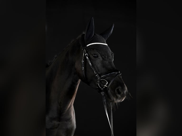 German Sport Horse Mare 7 years 16 hh Smoky-Black in Bad Tölz