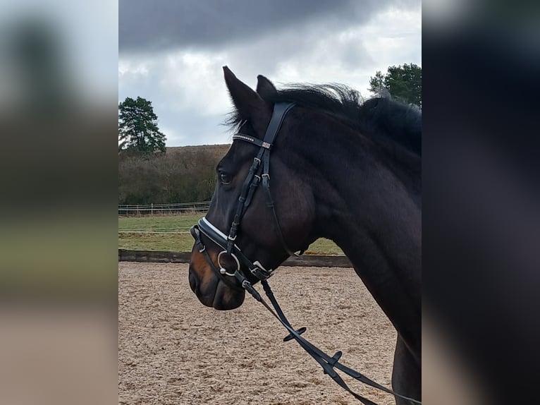 German Sport Horse Mare 7 years 16 hh Smoky-Black in Arnstorf