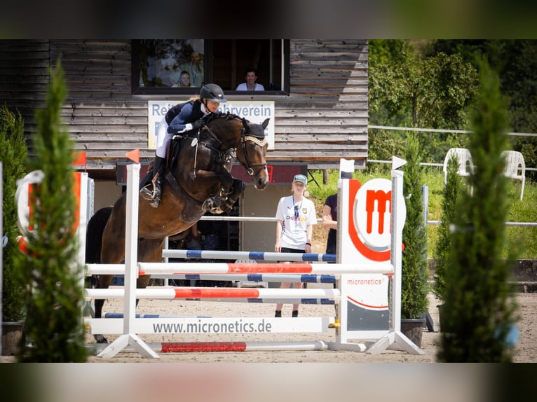 German Sport Horse Mare 7 years 16,1 hh Bay-Dark in Ehningen
