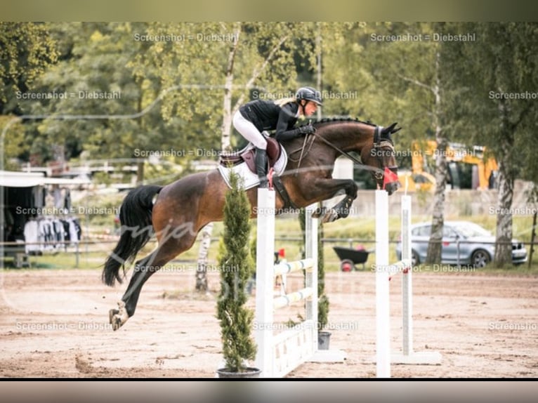 German Sport Horse Mare 7 years 16,1 hh Bay-Dark in Ehningen