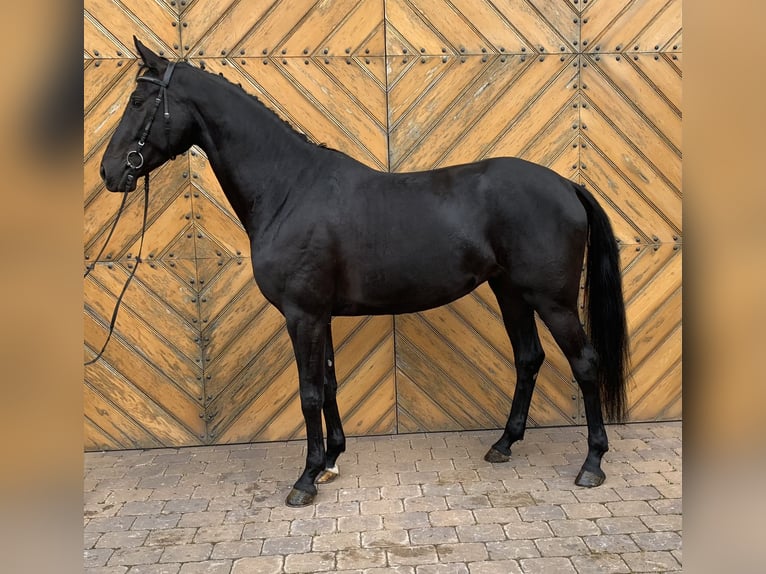 German Sport Horse Mare 7 years 16,1 hh Black in G&#xFC;glingen