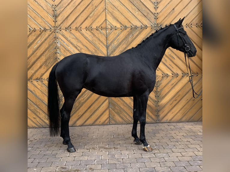 German Sport Horse Mare 7 years 16,1 hh Black in G&#xFC;glingen