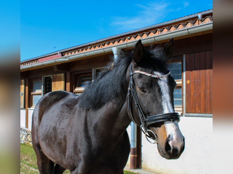 German Sport Horse Mare 7 years 16,1 hh Black in Giengen an der Brenz