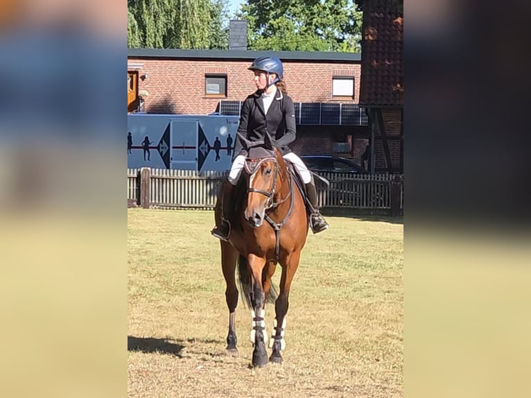 German Sport Horse Mare 7 years 16,1 hh Brown in Braunschweig