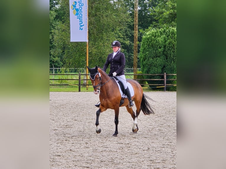 German Sport Horse Mare 7 years 16,1 hh Brown in Balen