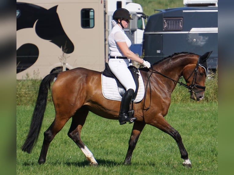 German Sport Horse Mare 7 years 16,1 hh Brown in Balen