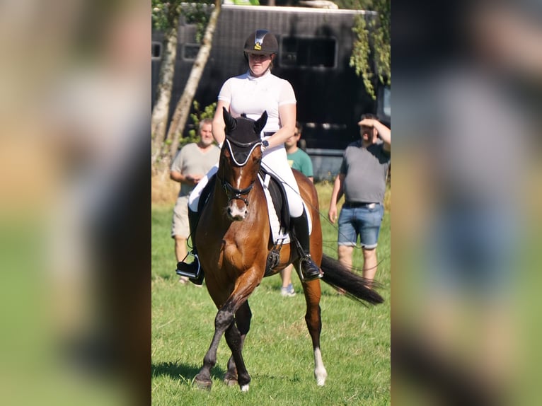 German Sport Horse Mare 7 years 16,1 hh Brown in Balen