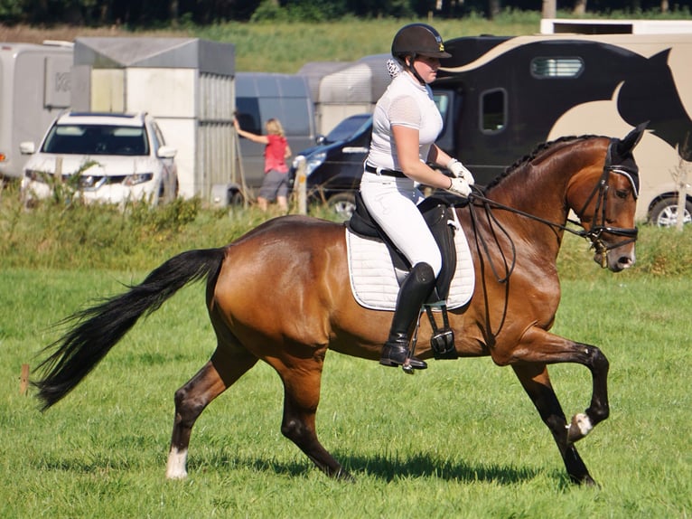 German Sport Horse Mare 7 years 16,1 hh Brown in Balen