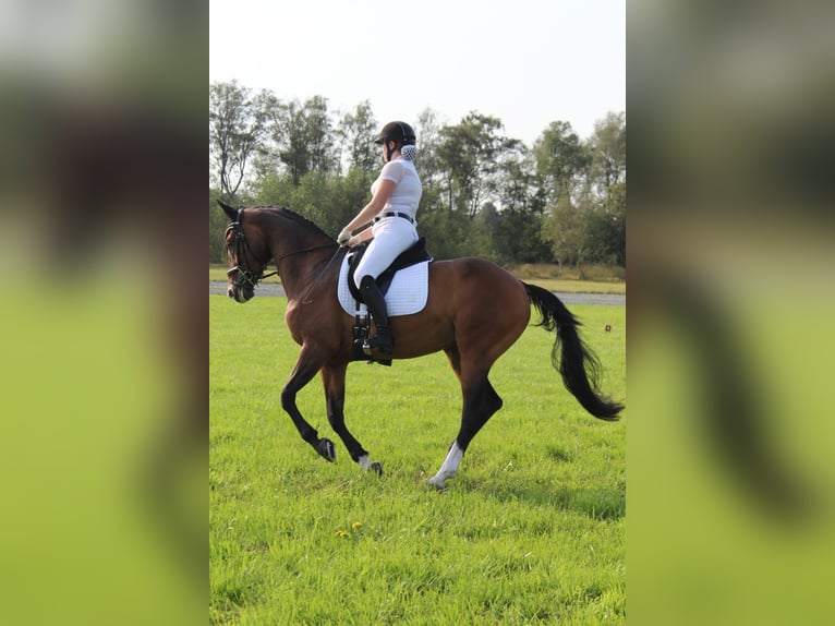 German Sport Horse Mare 7 years 16,1 hh Brown in Balen