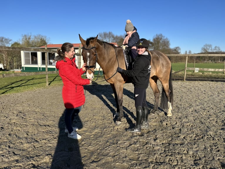 German Sport Horse Mare 7 years 16,1 hh Brown in Balen