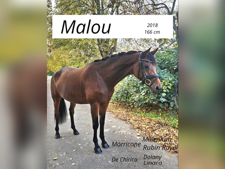 German Sport Horse Mare 7 years 16,1 hh Brown in Prussendorf/ Z&#xF6;rbig