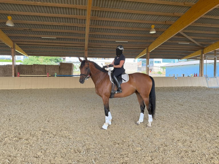 German Sport Horse Mare 7 years 16,1 hh Brown in Gro&#xDF;rinderfeld
