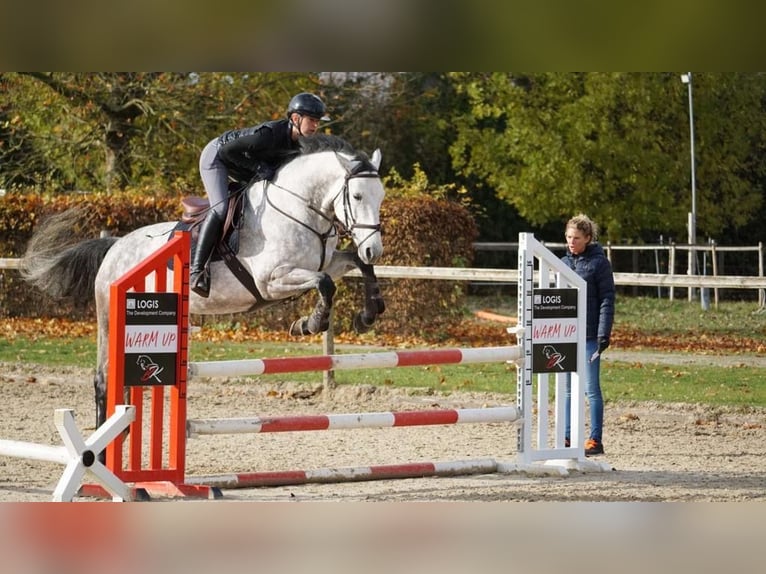 German Sport Horse Mare 7 years 16,1 hh Brown Falb mold in Gaimersheim