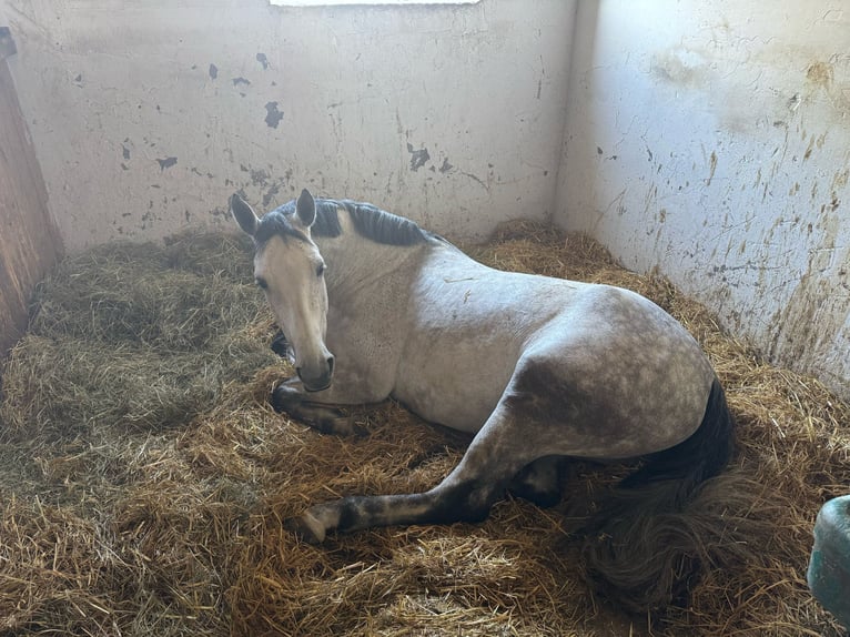 German Sport Horse Mare 7 years 16,1 hh Brown Falb mold in Gaimersheim