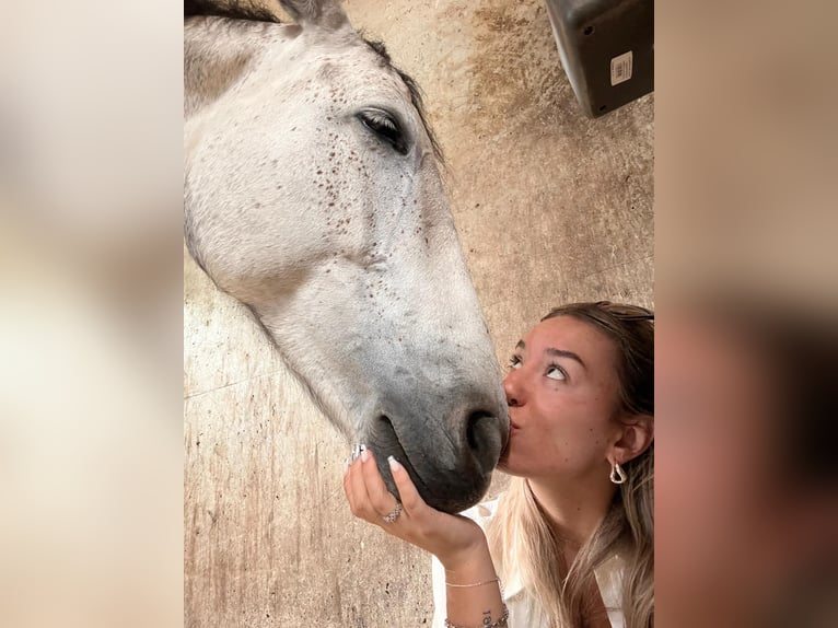 German Sport Horse Mare 7 years 16,1 hh Brown Falb mold in Gaimersheim