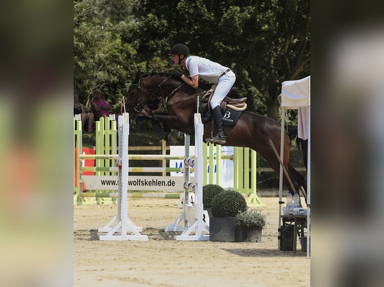 German Sport Horse Mare 7 years 16,1 hh Brown in Riedstadt