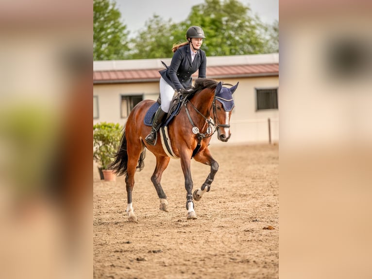 German Sport Horse Mare 7 years 16,1 hh Brown in Gro&#xDF;p&#xF6;sna