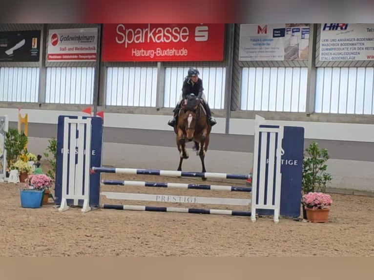 German Sport Horse Mare 7 years 16,1 hh Brown in Braunschweig
