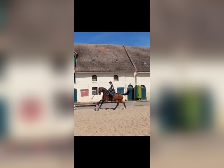 German Sport Horse Mare 7 years 16,1 hh Brown in Atzendorf