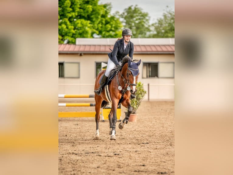 German Sport Horse Mare 7 years 16,1 hh Brown in Gro&#xDF;p&#xF6;sna