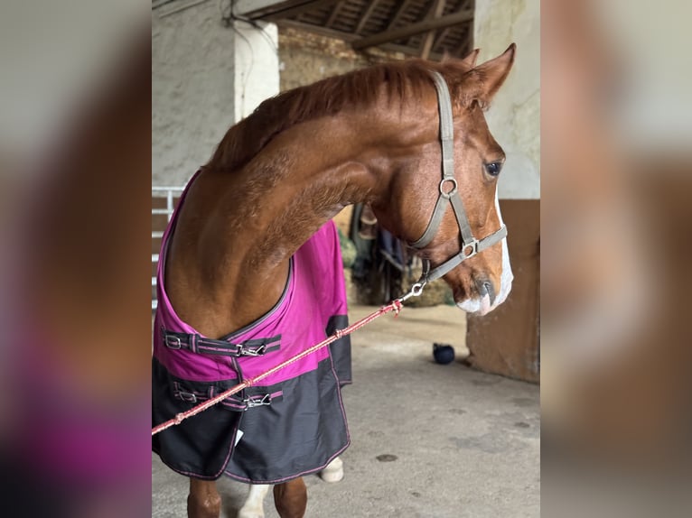 German Sport Horse Mare 7 years 16,1 hh Chestnut-Red in Leipzig