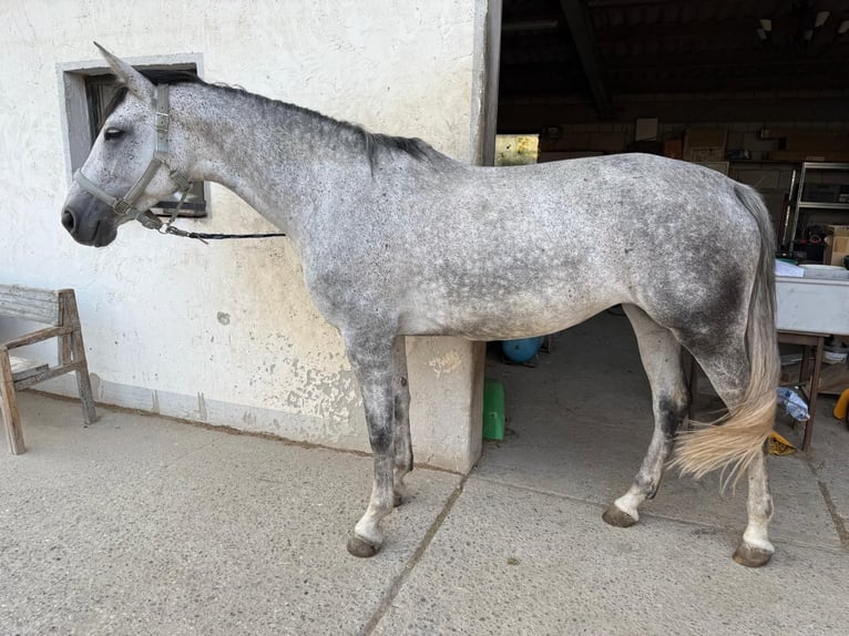 German Sport Horse Mare 7 years 16,1 hh Grey-Dapple in Stadecken-Elsheim
