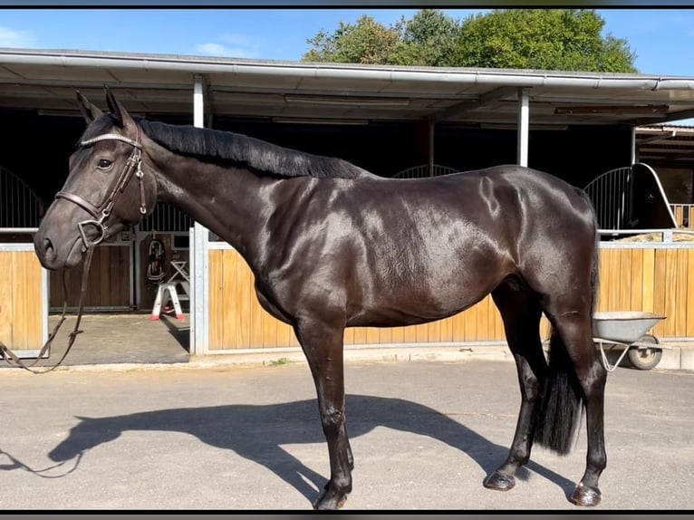 German Sport Horse Mare 7 years 16,1 hh Smoky-Black in Engelskirchen