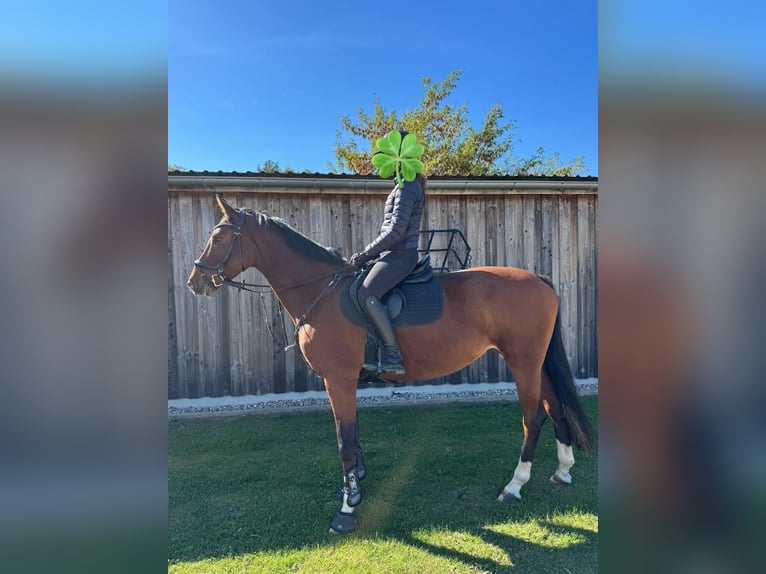 German Sport Horse Mare 7 years 16,2 hh Brown in Rostock