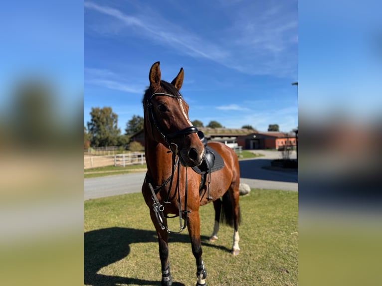 German Sport Horse Mare 7 years 16,2 hh Brown in Rostock