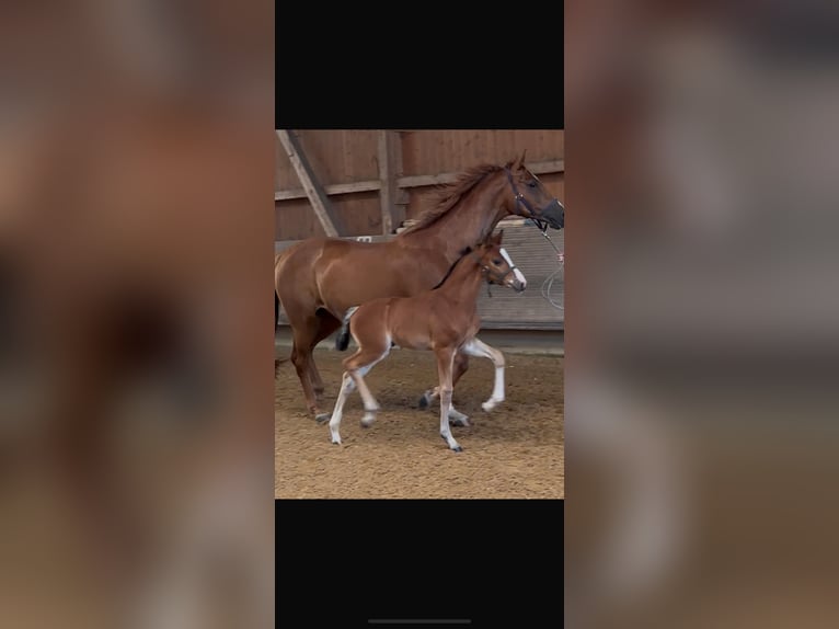 German Sport Horse Mare 7 years 16,2 hh Chestnut-Red in Hallbergmoos
