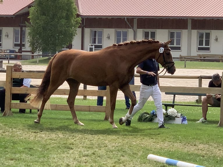 German Sport Horse Mare 7 years 16,2 hh Chestnut-Red in Hallbergmoos
