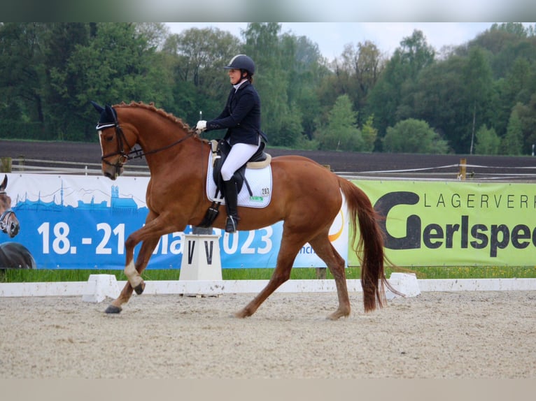 German Sport Horse Mare 7 years 16,2 hh Chestnut-Red in Hallbergmoos