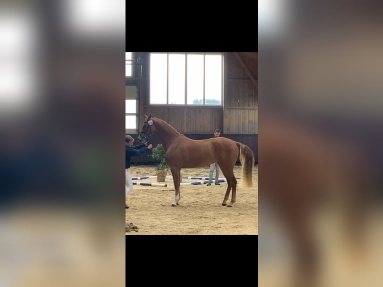 German Sport Horse Mare 7 years 16,2 hh Chestnut-Red in Hallbergmoos
