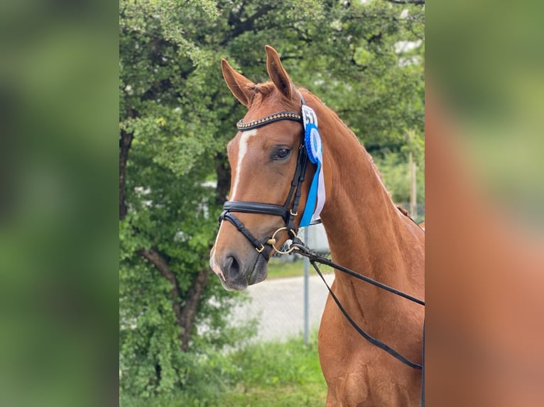 German Sport Horse Mare 7 years 16,2 hh Chestnut-Red in Hallbergmoos