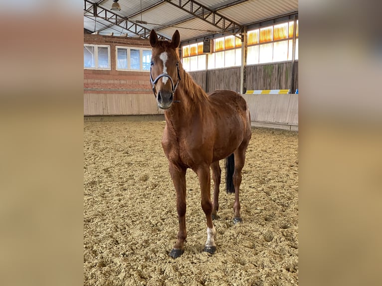 German Sport Horse Mare 7 years 16,2 hh Chestnut-Red in Behrungen