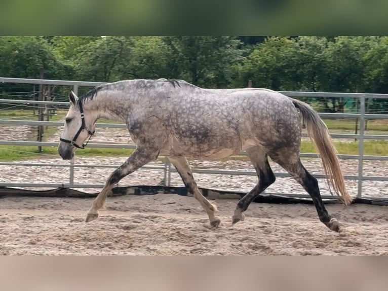 German Sport Horse Mare 7 years 16,2 hh Gray in W&#xFC;rzburg