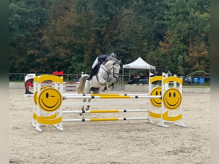 German Sport Horse Mare 7 years 16,2 hh Grey in Libbesdorf