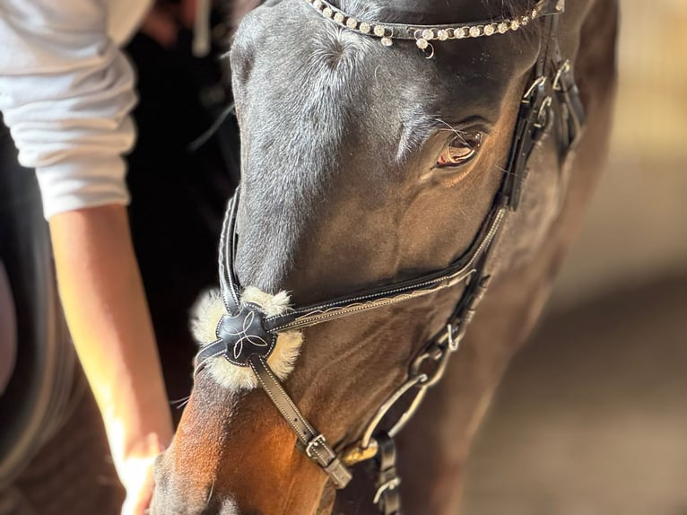 German Sport Horse Mare 7 years 16,3 hh Bay-Dark in PARDUBICE