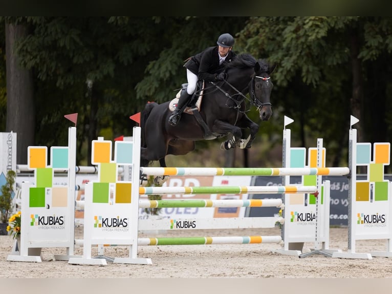German Sport Horse Mare 7 years 16,3 hh Bay-Dark in PARDUBICE