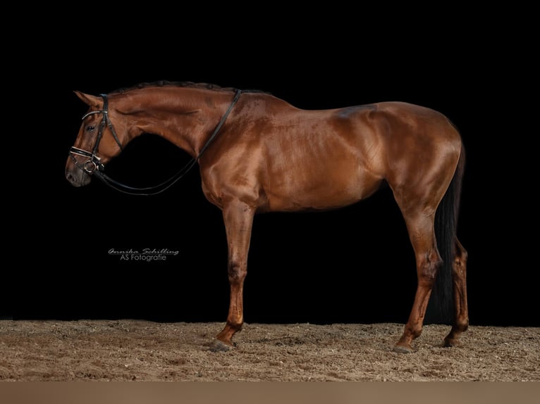 German Sport Horse Mare 7 years 17,3 hh Chestnut-Red in Herrenberg