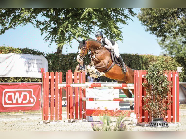 German Sport Horse Mare 7 years 17 hh Bay-Dark in Donzdorf