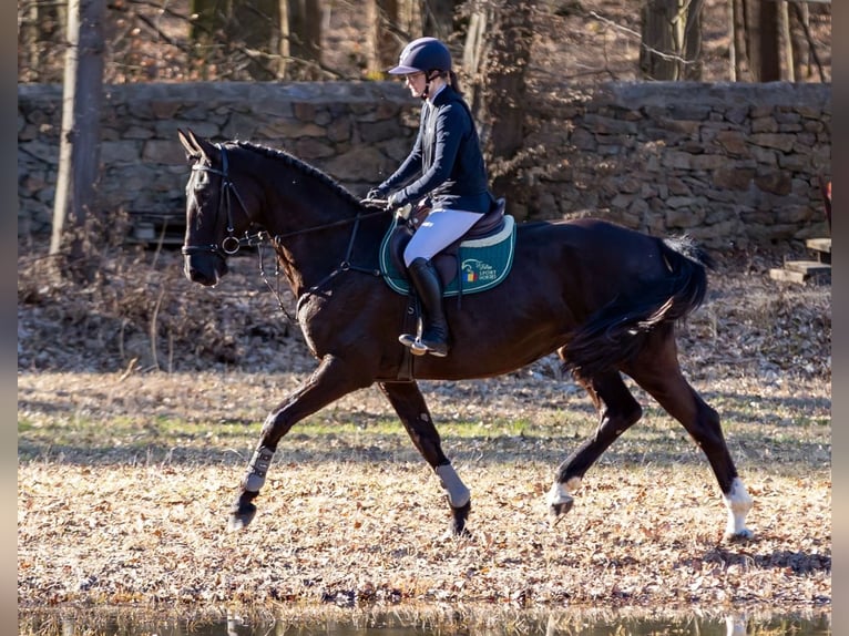 German Sport Horse Mare 7 years 17 hh Black in Moritzburg