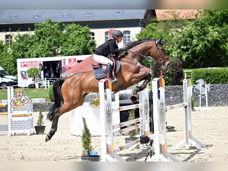 German Sport Horse Mare 7 years 17 hh Brown in Weisendorf