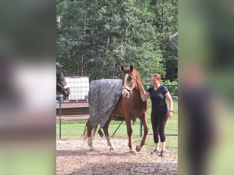 German Sport Horse Mare 7 years 17 hh Chestnut-Red in H&#xF6;flein