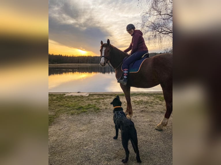 German Sport Horse Mare 7 years 17 hh Chestnut-Red in H&#xF6;flein