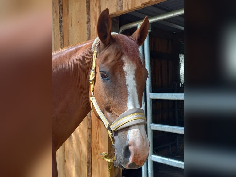 German Sport Horse Mare 7 years 17 hh Chestnut-Red in H&#xF6;flein