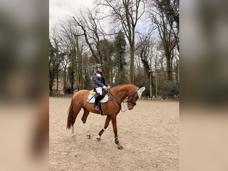 German Sport Horse Mare 7 years 17 hh Chestnut-Red in Oyten