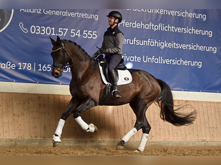 German Sport Horse Mare 7 years 17,1 hh Bay-Dark in Stolpe