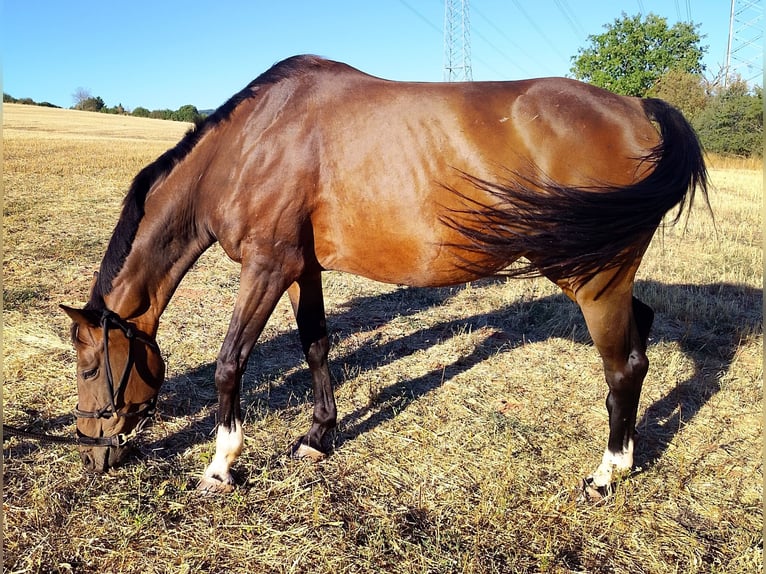 German Sport Horse Mare 8 years 14.2 hh  in Kaiserslautern